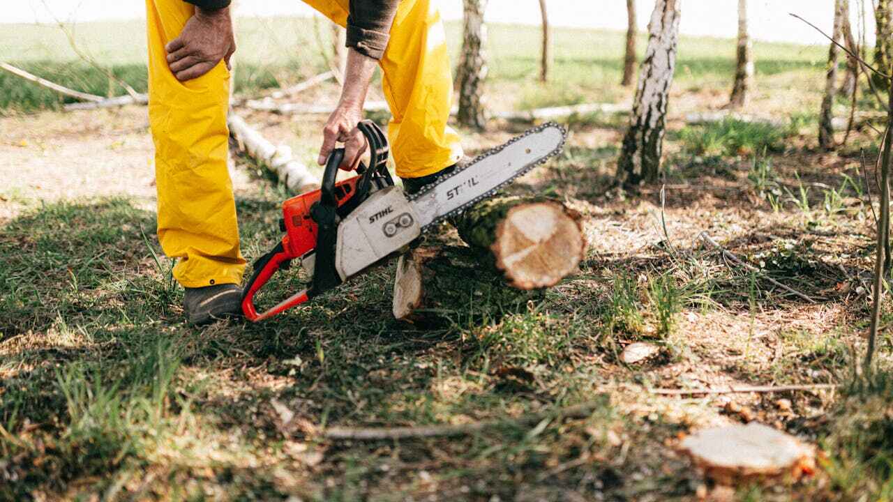 Best Tree Branch Trimming  in Bayfield, CO